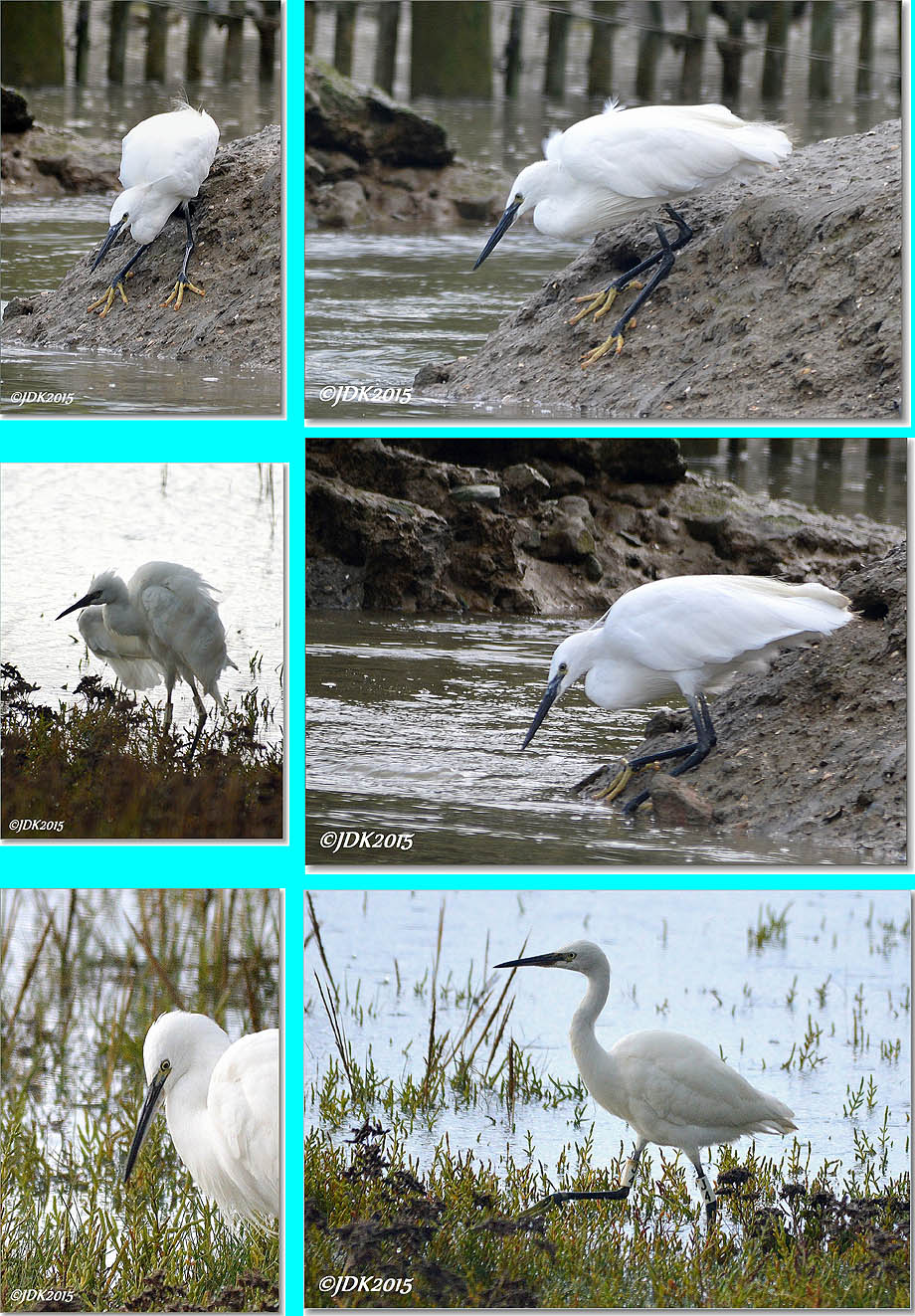 collage kleine zilverreiger